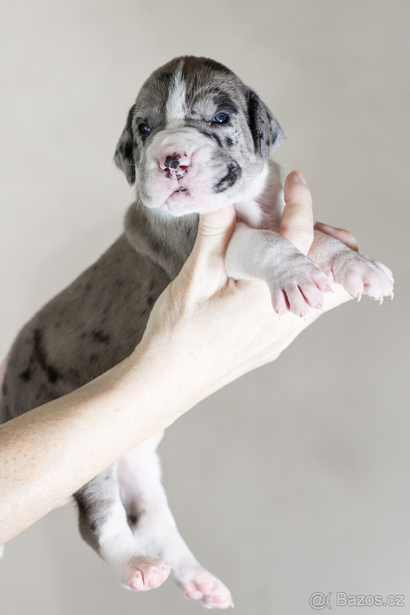 Německá doga - štěňata s PP FCI - 8