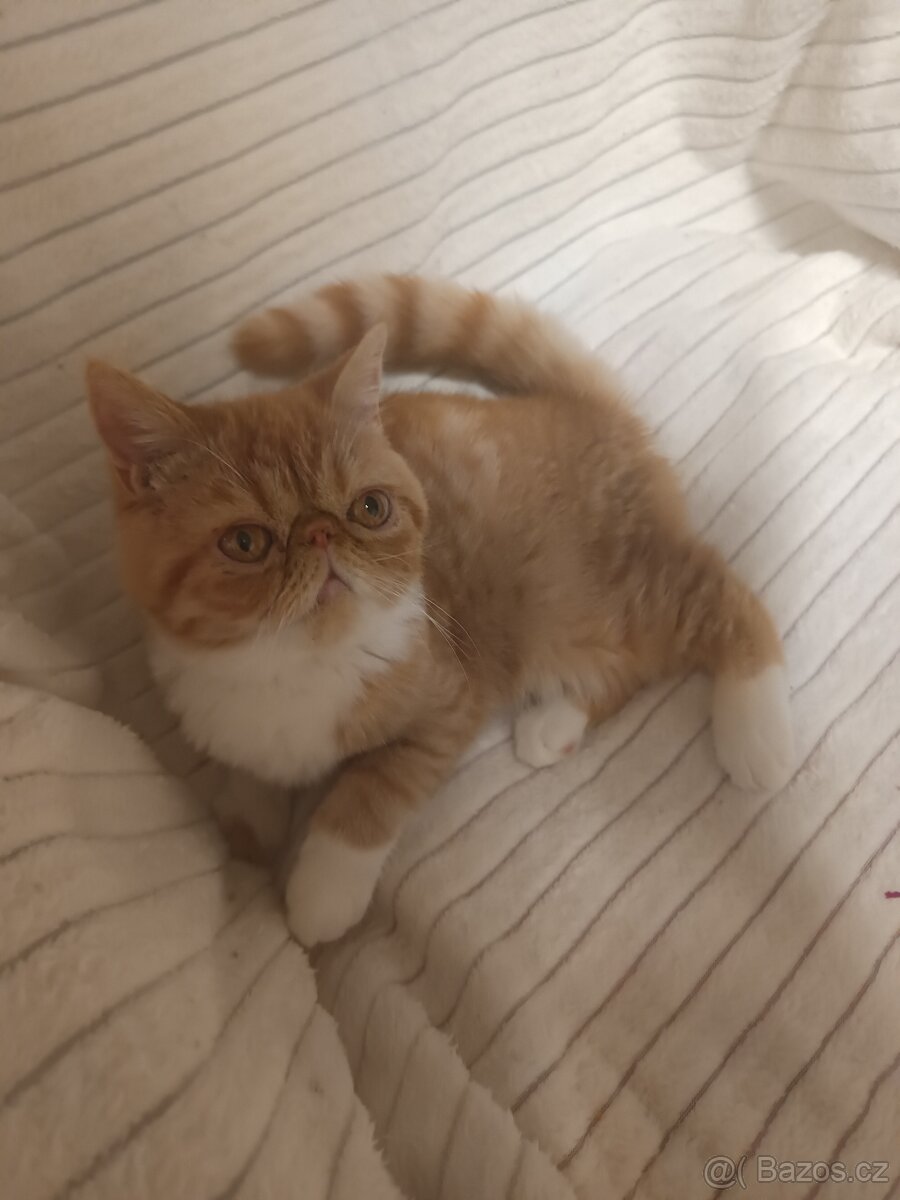 Perská a exotická koťátka s Pp - 8