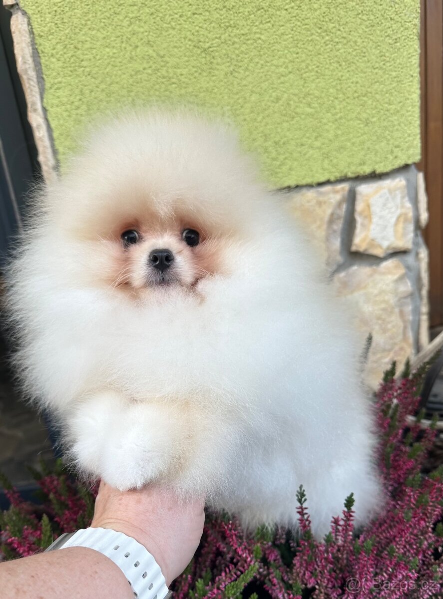 Pomeranian s pp FCI - 8