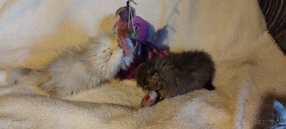 Perská kotátka - 8