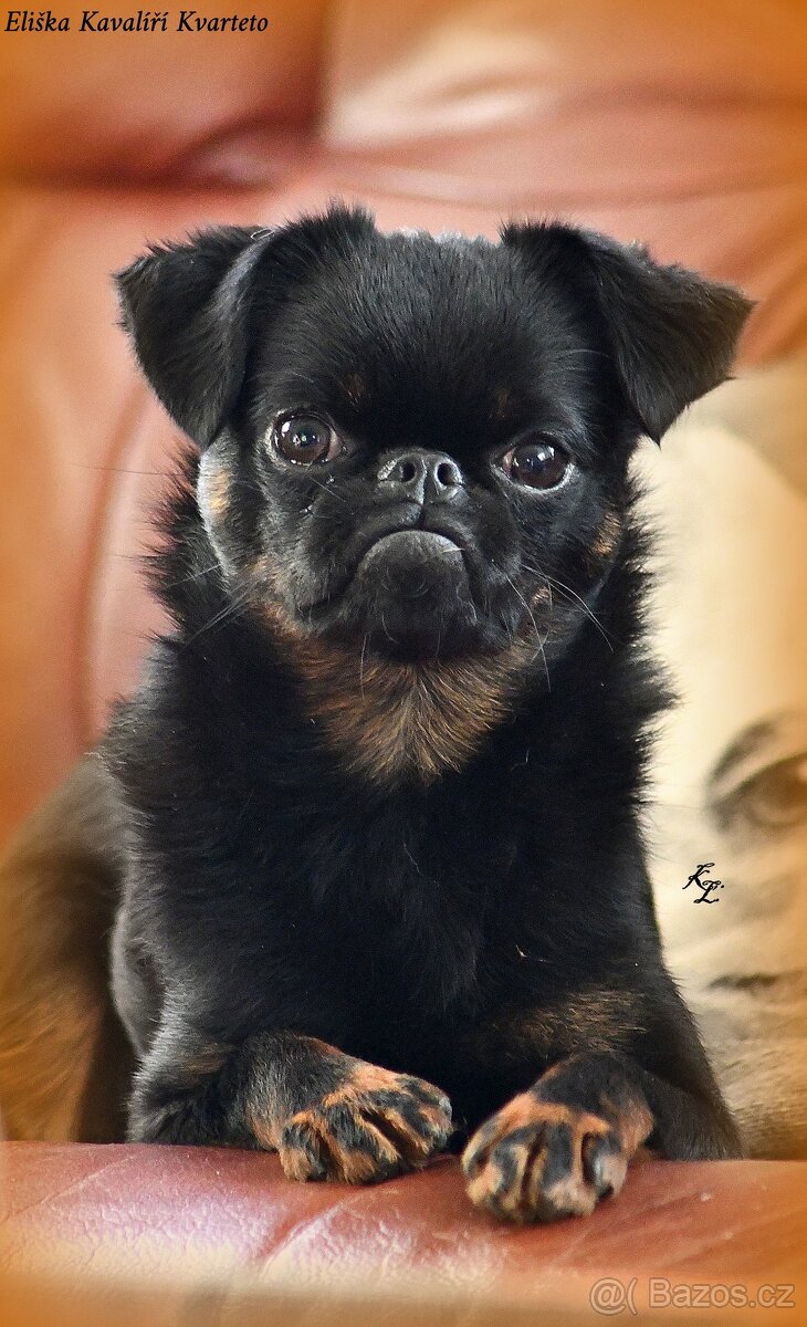 brabantík - štěňata s pp - fena - 8