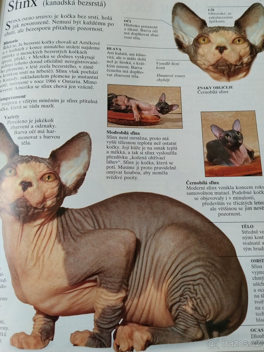 Velká kniha o kočkách - 8