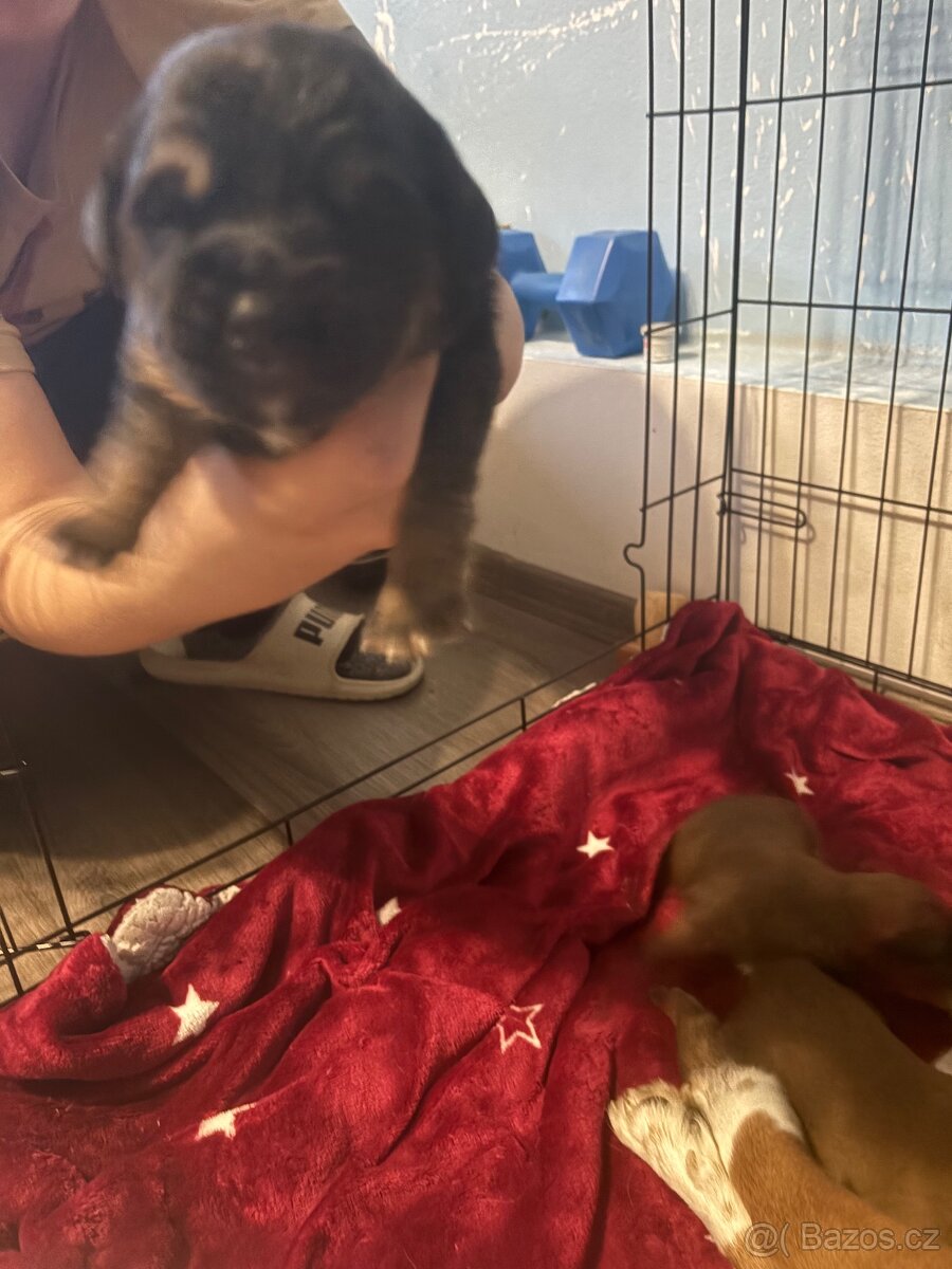 Krásná křížená štěňátka - 8
