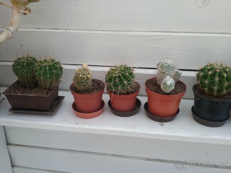 Prodám kaktusy - 8