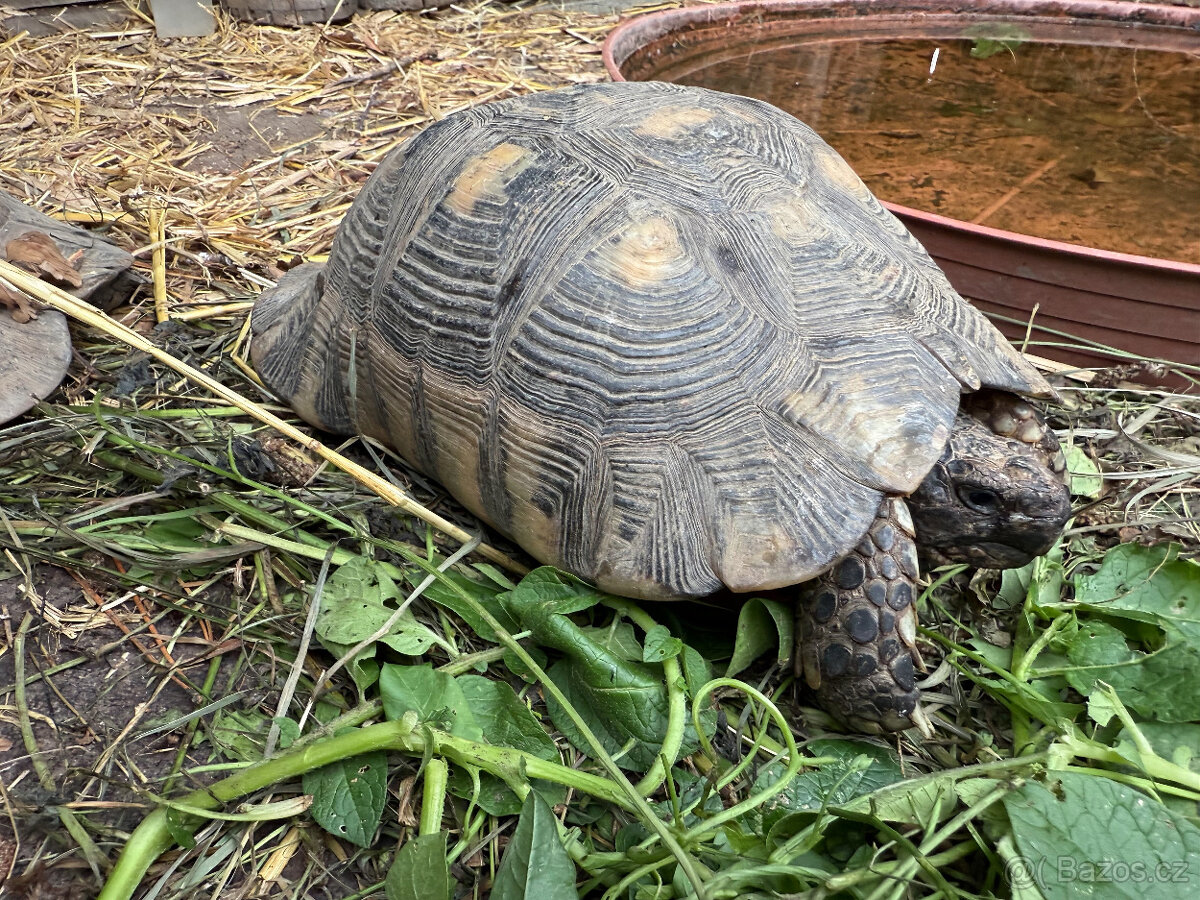 želva zelenavá a vroubená - vitální mláďata - 8