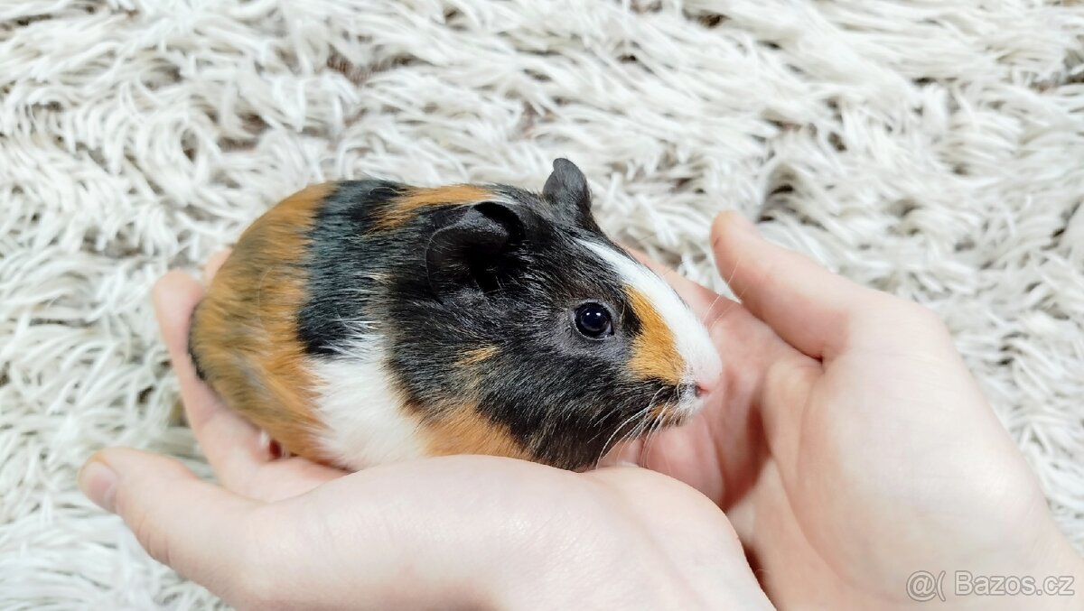 Morče, Morčata, Morčátko, MORČÁTKA -JUSTÝNA A JESSIE - 8