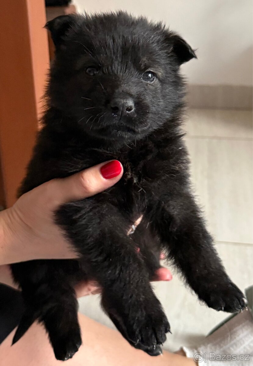 Německý ovčák s PP - 8