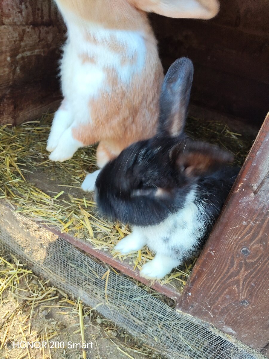 Králíci na prodej - 8