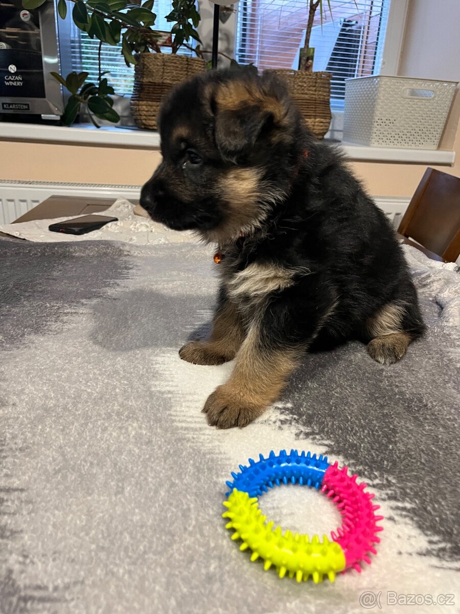 Štěňátka - Německý Ovčák - 8