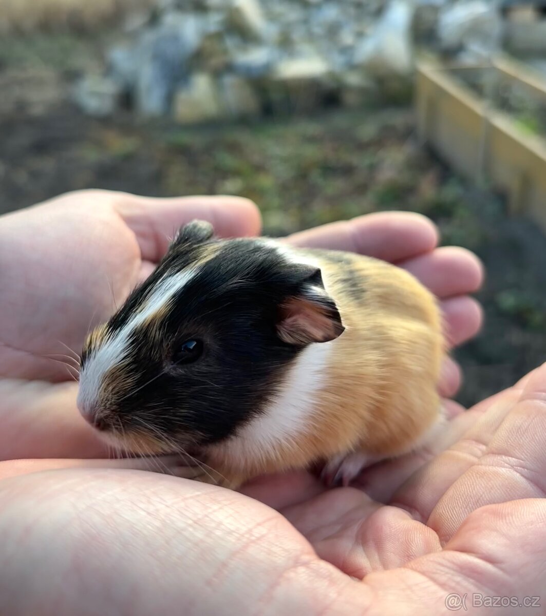 Morče - morčátka - 8