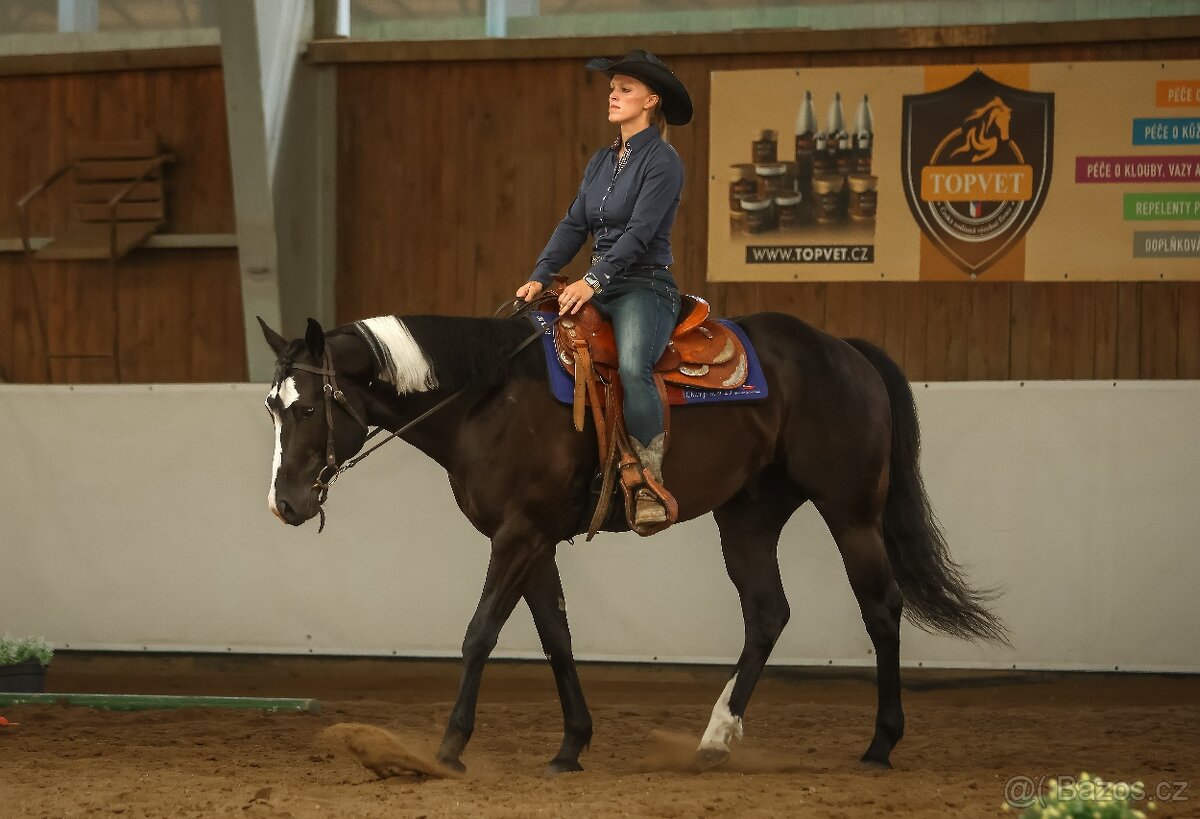 Připouštění APH Black Overo hřebcem - 8