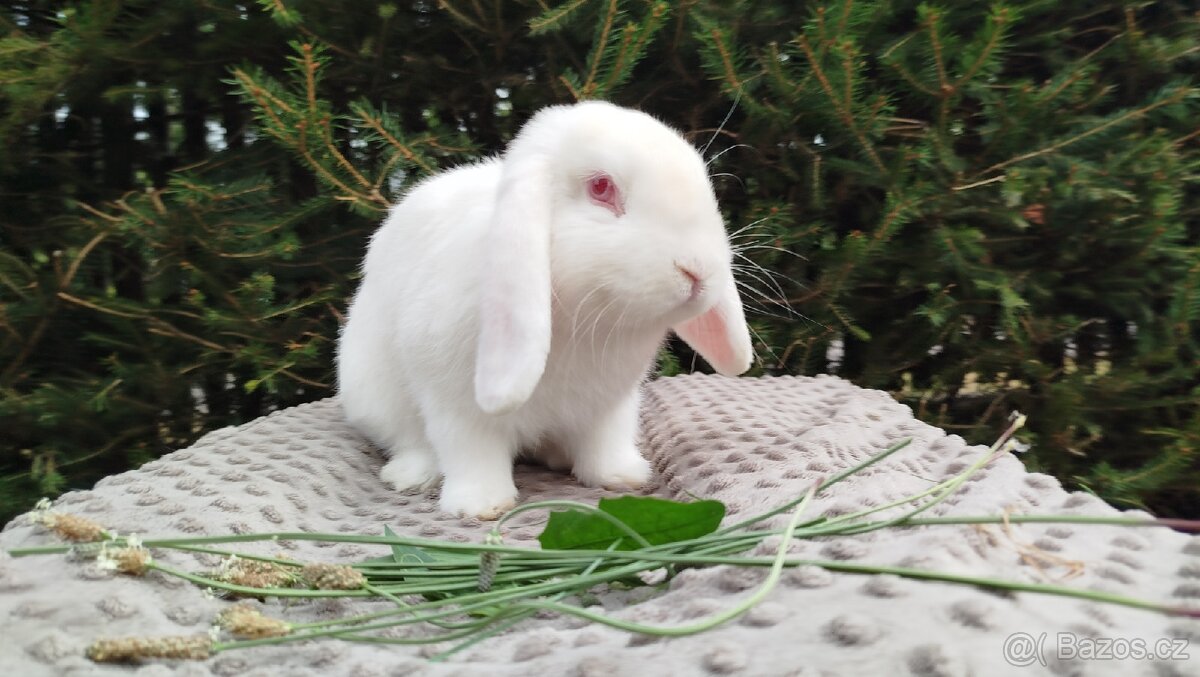 Zakrslý beránek, králík, králíček - WILLIAM - 8