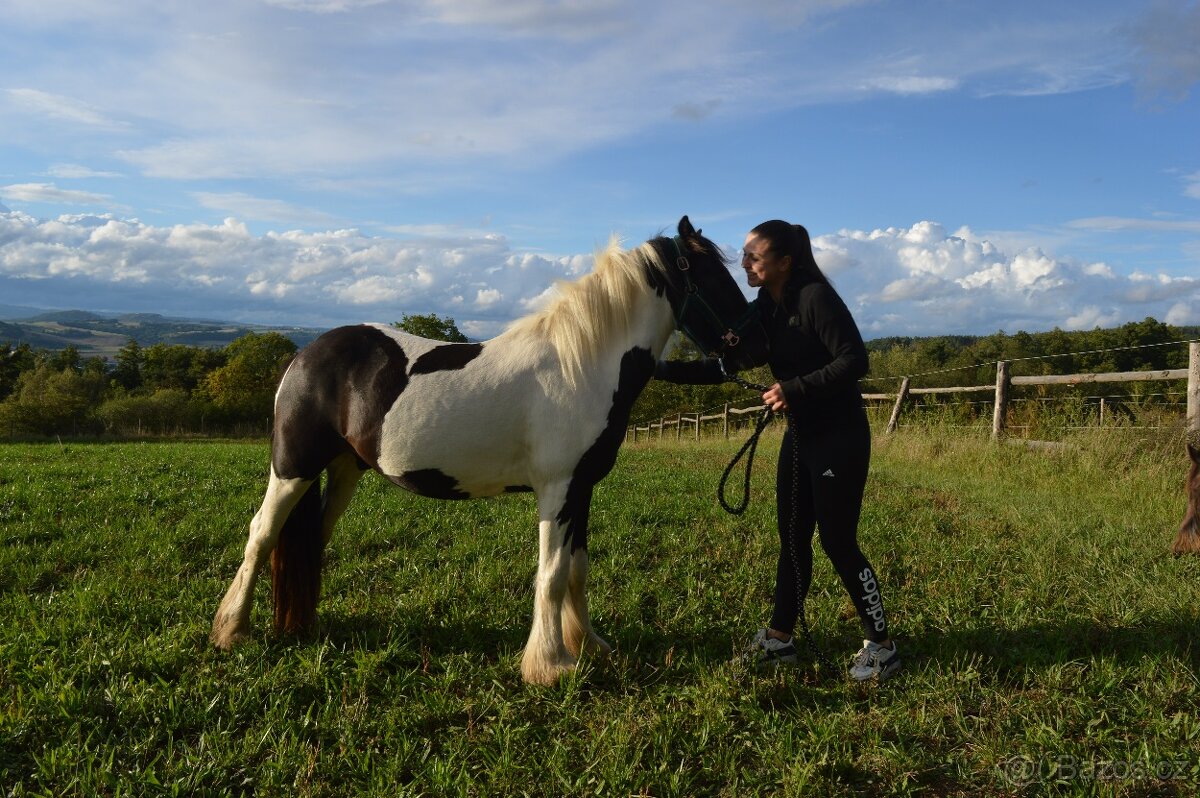 Prodej Irského Coba - 8