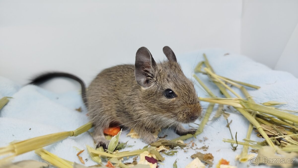 Osmák degu, Osmáci- SAMEČEK - 8