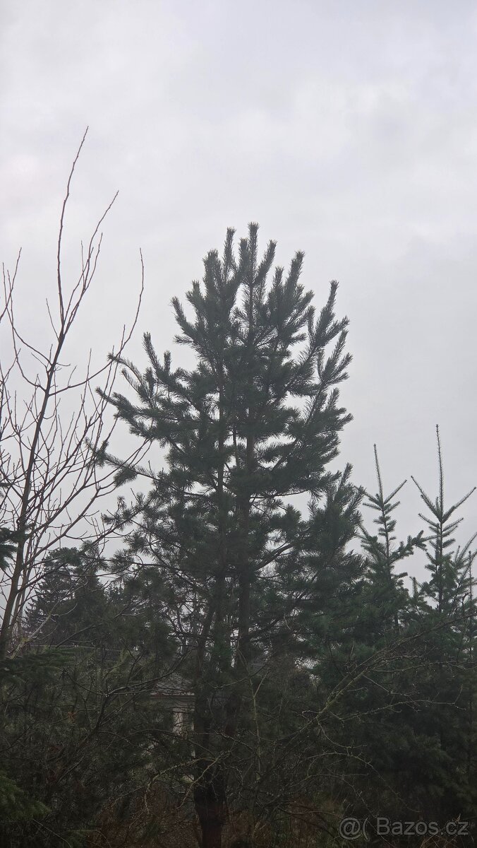 Vanoční smrky, borovice, douglasky - 8