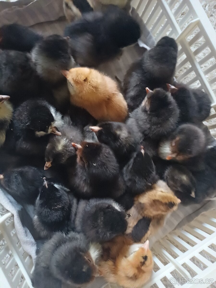 Prodám kuřátka - 8
