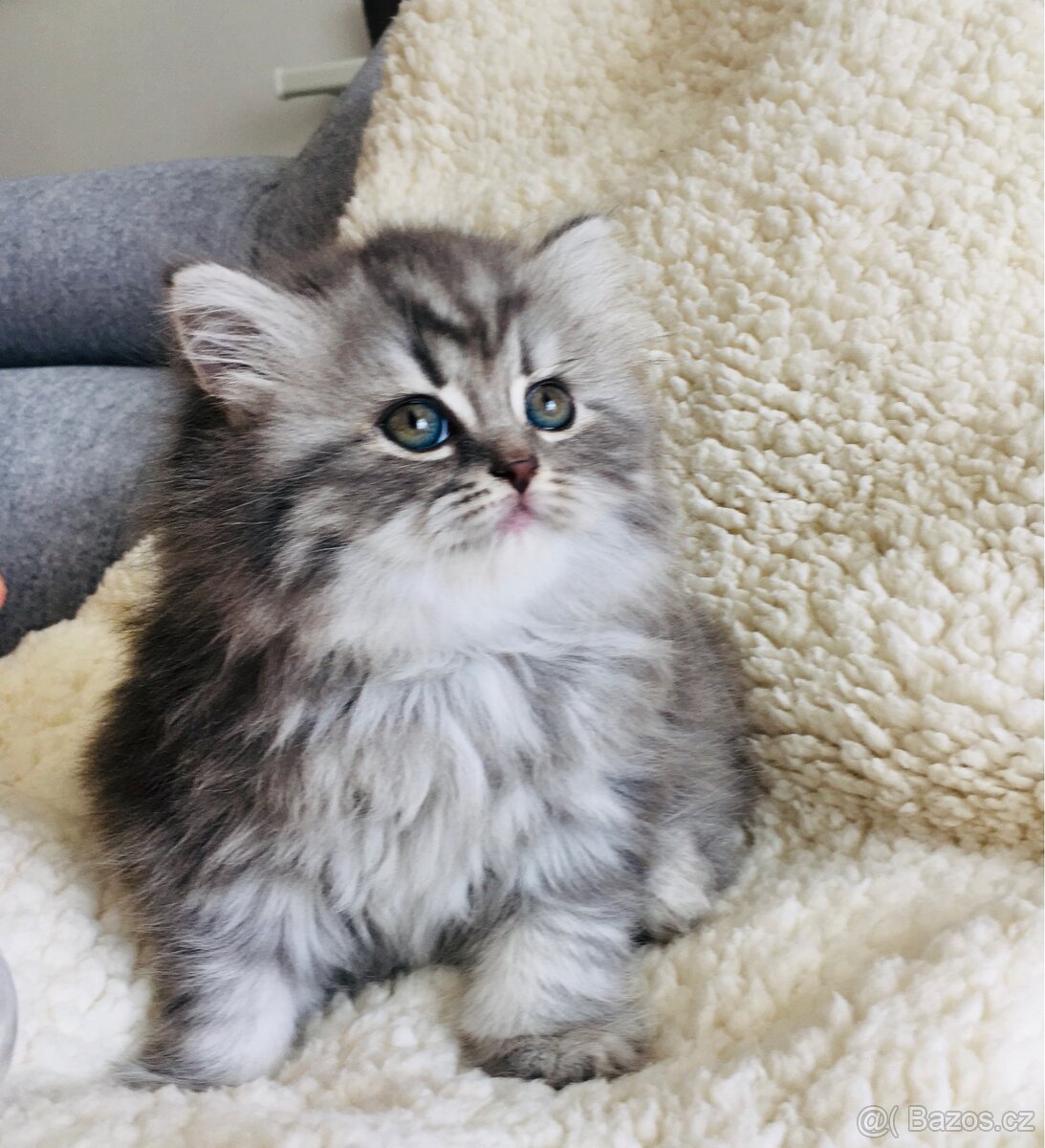 Britský kocourek ke krytí - 8