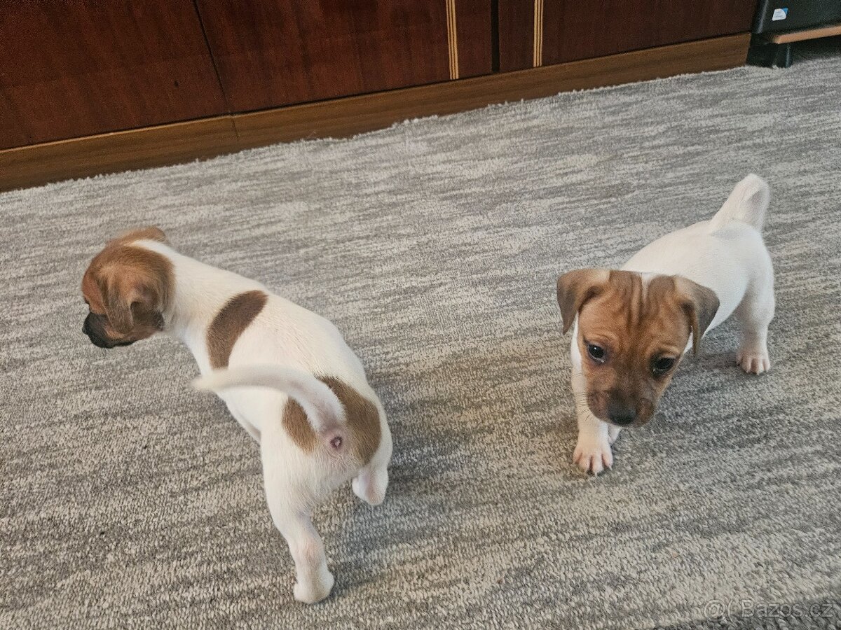 Jack Russel teriér - 8