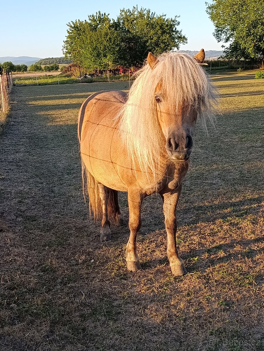 Shetland pony - 8
