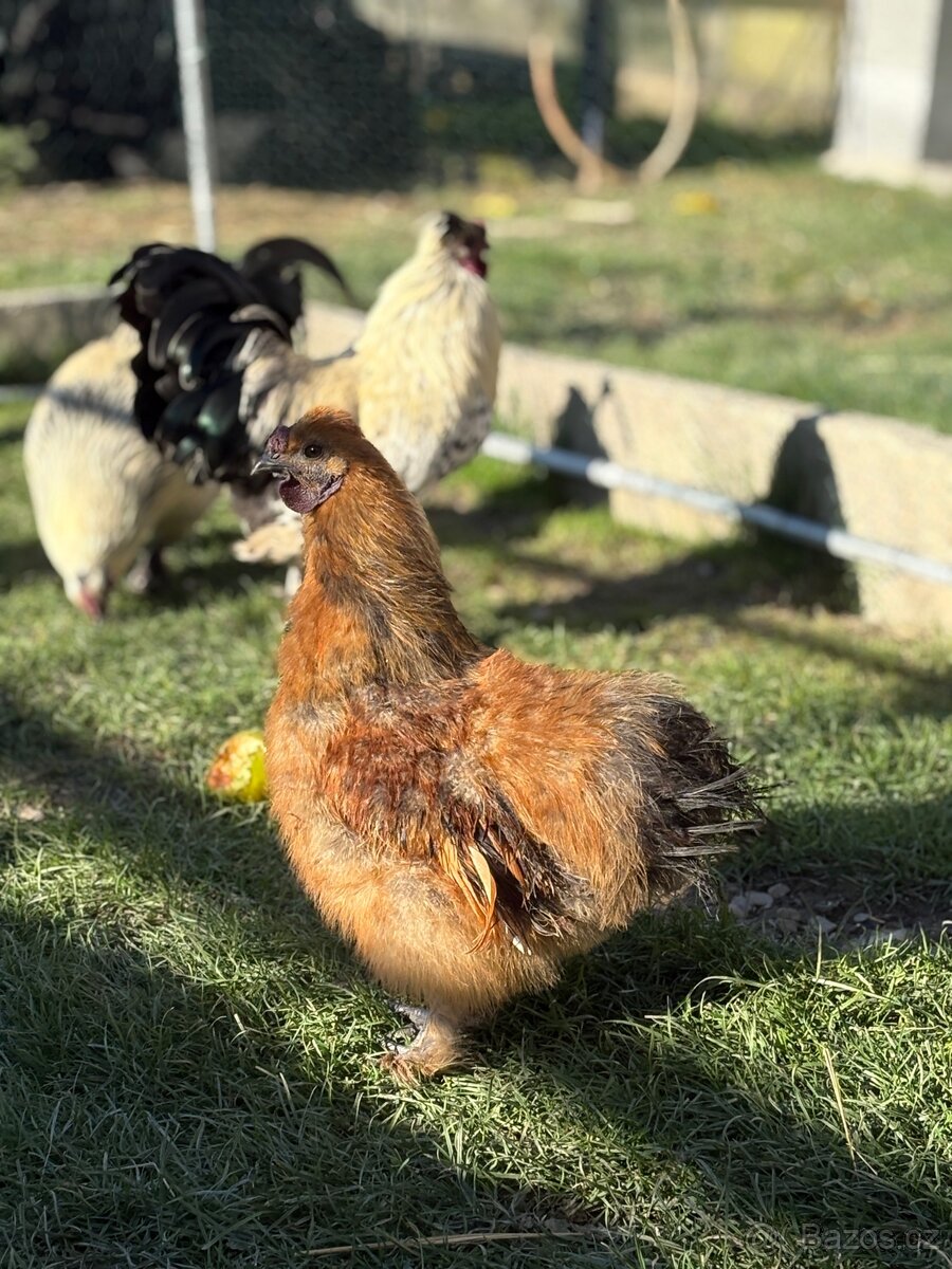 Kohouti hedvábnicky a Pavlovka - 8