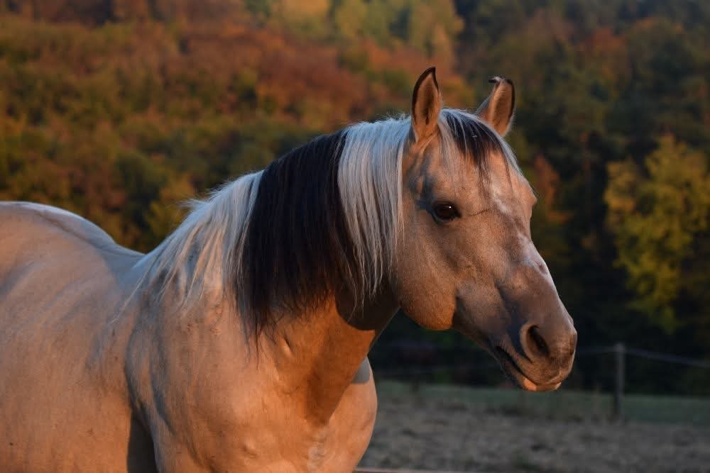 Klisna APH / APPA (rezervace do 23.11.) - 8