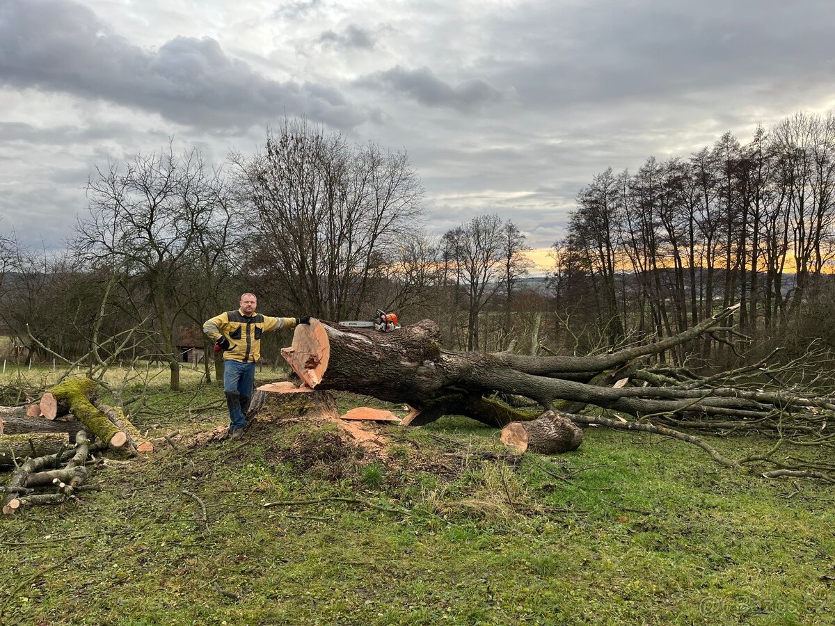 Kácení stromů v Ústeckém kraji - 8