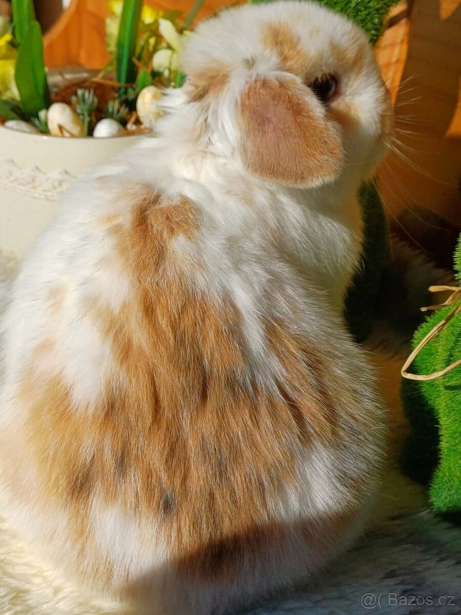 volná samička - minilop - 8