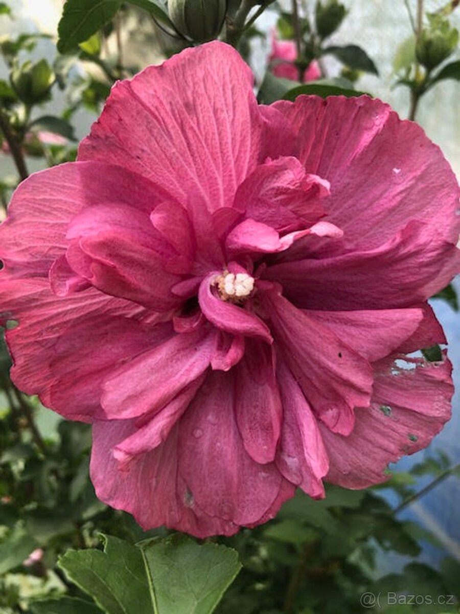 Ibišek Syrský keřový 12 barev - druhů - 8