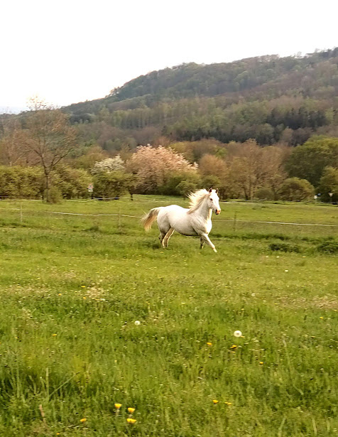 Appaloosa klisna z prověřeného původu - 8