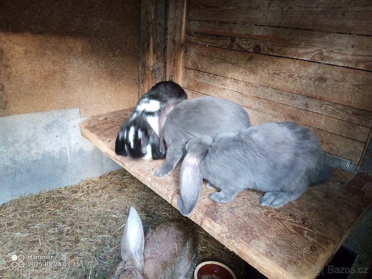 Francouzský beran - 8