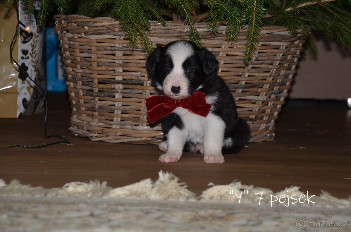 Pejsci border kolie - 8