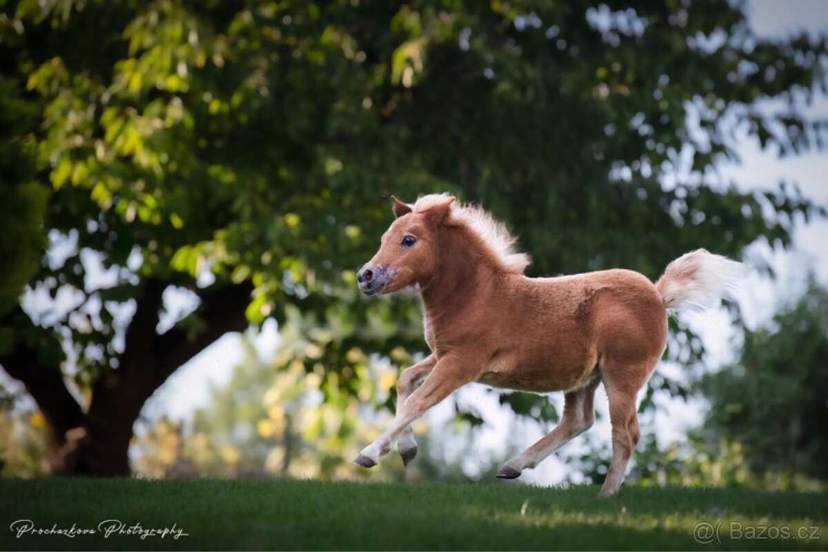 Připouštění hřebcem Shetland pony - 8