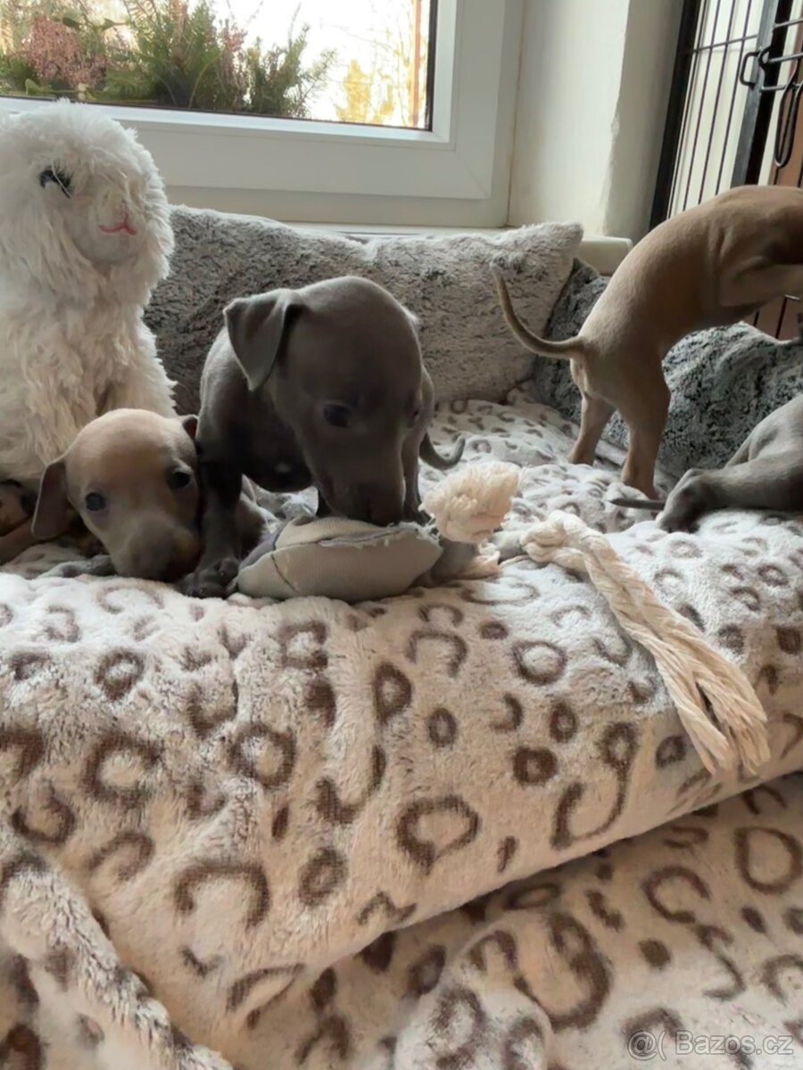 Štěňátka Italského chrtíka s PP - 8