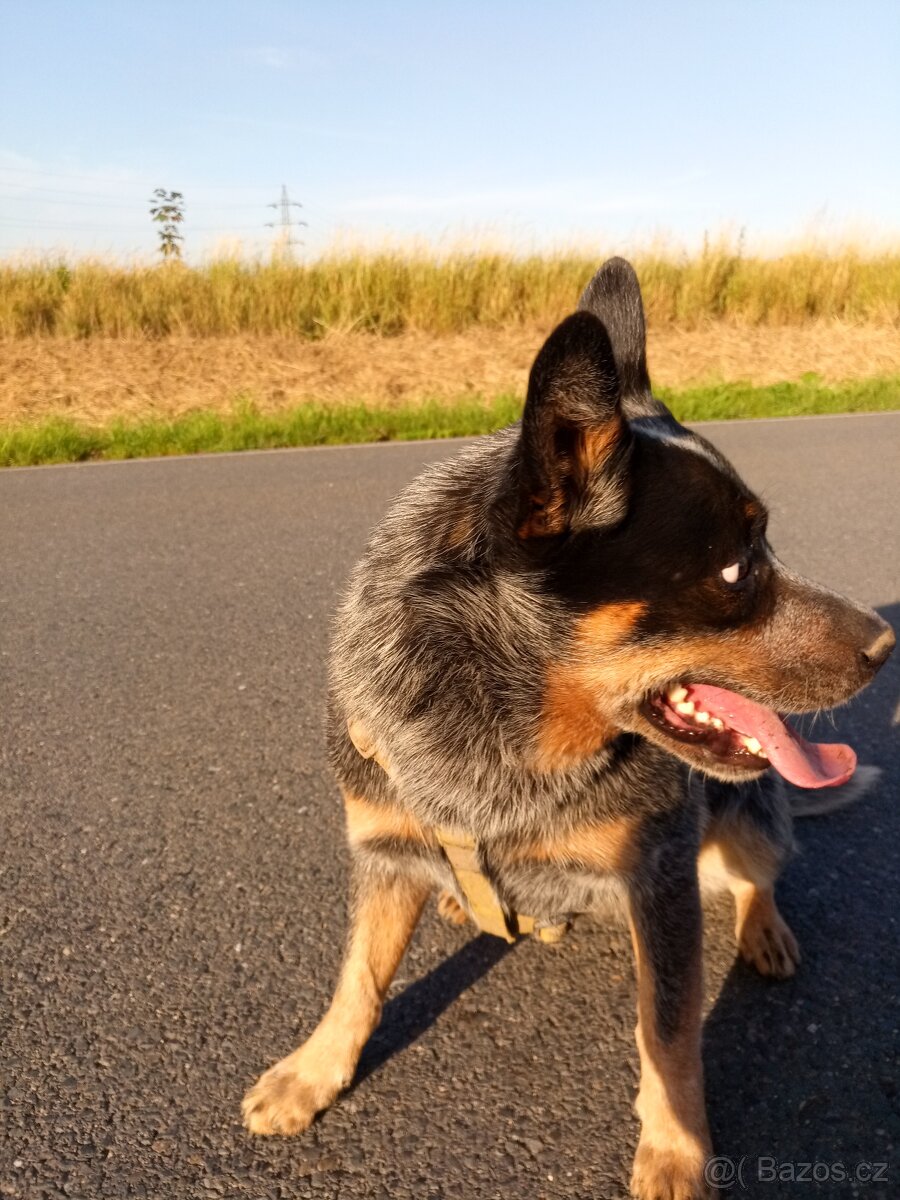 Australský honácký pes - 8