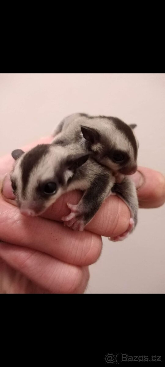 Vakoveverky + vybaveni - 8