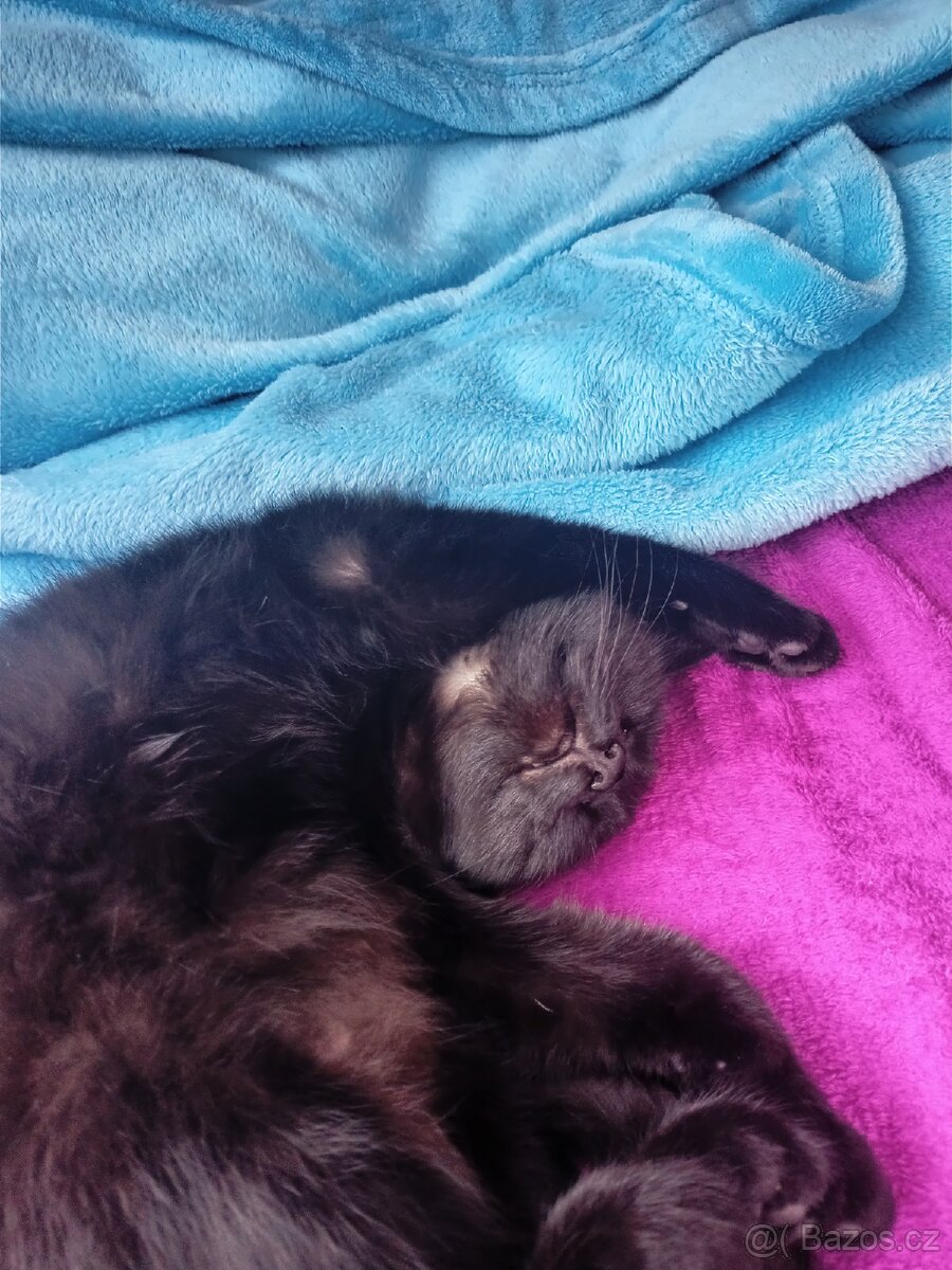 Hledá se domov pro 2 černá koťata - 8