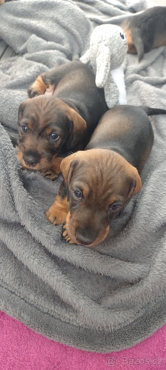 Jezevčík drsnosrstý - 8