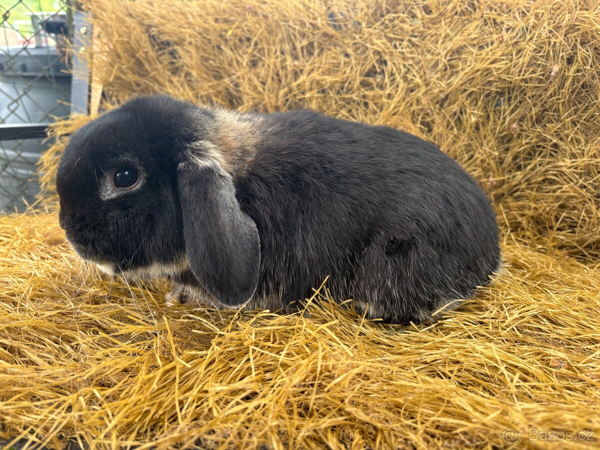 Mini lop zakrslí beránci - 8