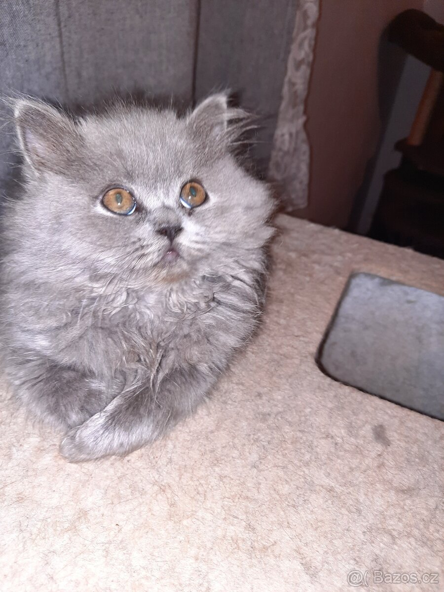 poslední britské kotě bez PP. - 8