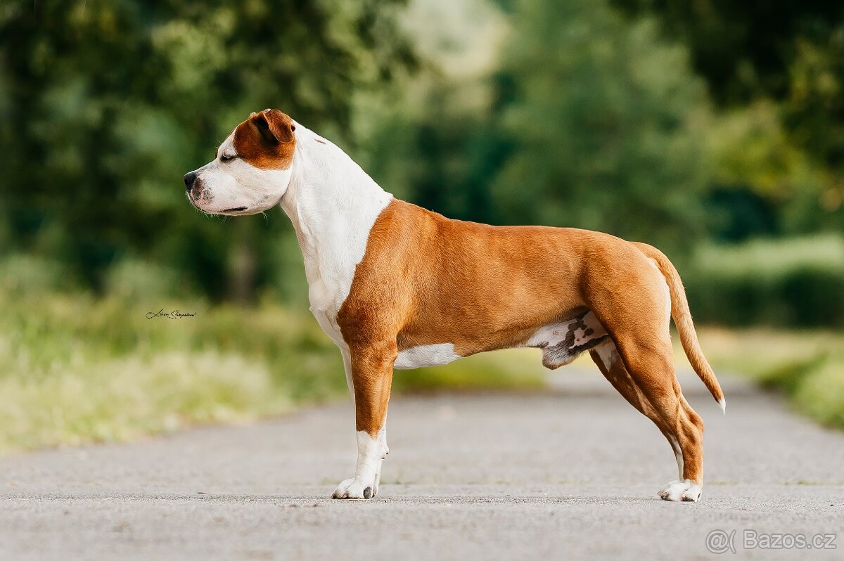 Krytí psem Americký stafordšírský teriér - 8