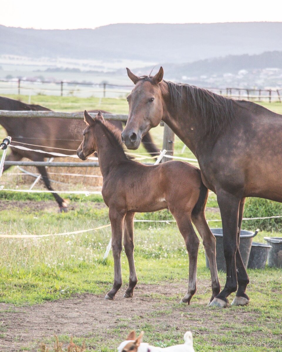 Pastevní ustájení Kočvary - 8