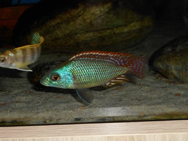 Otopharynx Tetrastigma, Malawi - 8