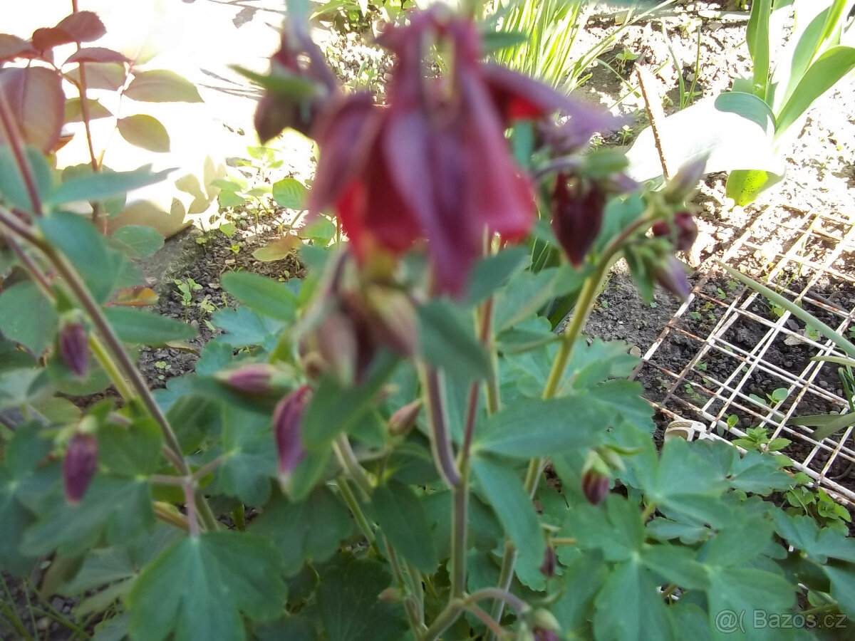 Orlíček květina - 8