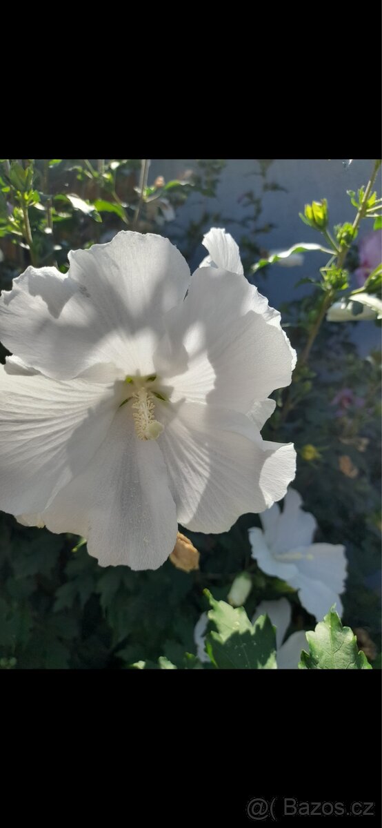 Bergenie, skalničky - 8