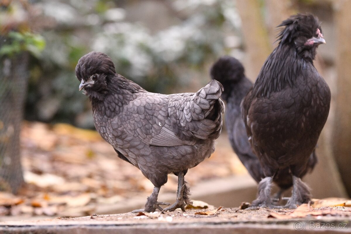 Minikříženci (zHol-He) pro radost na zahradu i vejce - 8