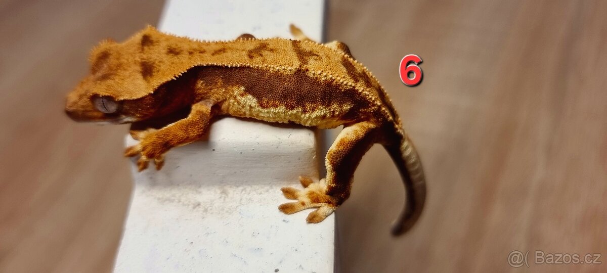 Pagekon řasnatý - 8