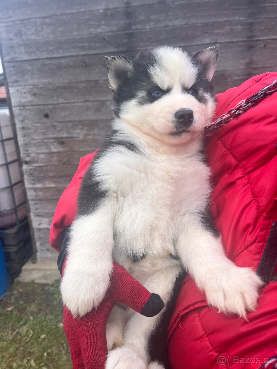 🐾 Čistokrevná modrooká štěňátka Sibiřský Husky (wooly) - 8