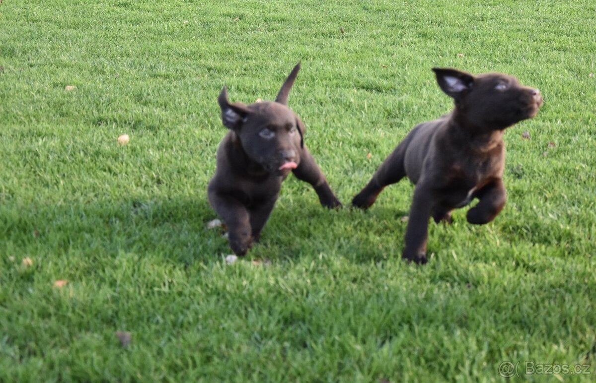 Labradorsky retrivr čistokrevný - 8