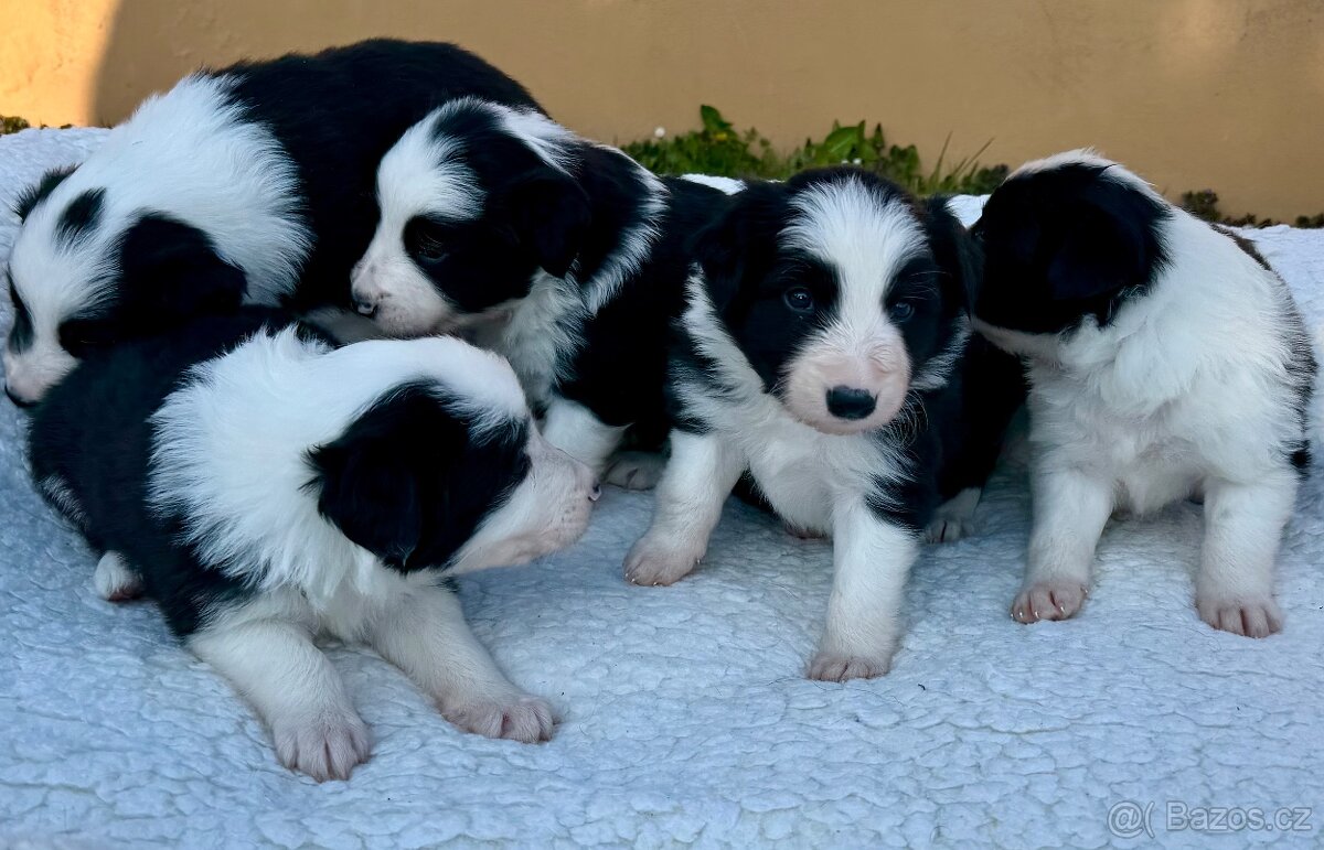 Štěňata border kolie bez PP - 8