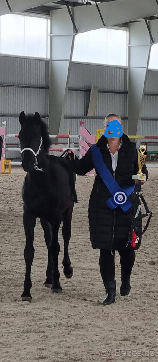Černý hřebec BP 1.prémie - 8